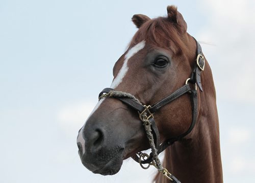 July 29, 2014 - 140729  -  Dixie Mission, who was born pre-maturely and whose ears didn't develop, is photographed at Assiniboia Downs in Winnipeg Tuesday, July 29, 2014. Dixie Mission is trained by Shelley Brown.  John Woods / Winnipeg Free Press
