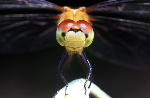 Dragonfly Eyes- A 5x macro shot of the eyes of a dragonfly in Assiniboine Park Wednesday-Dragonflies can see in all directions at the same time- Standup Photo-.July 30, 2014   (JOE BRYKSA / WINNIPEG FREE PRESS)
