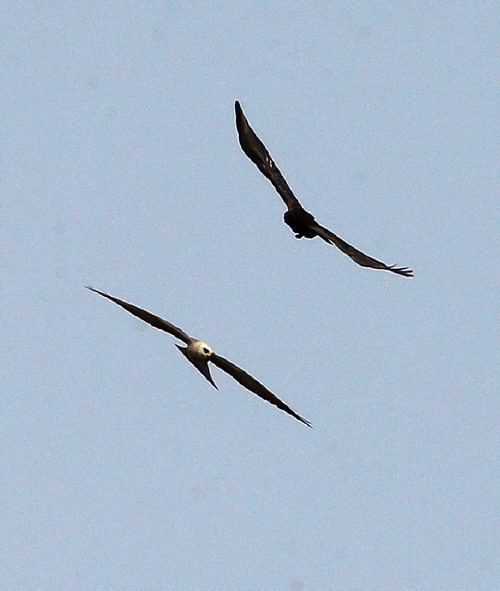 Local .A crow (top) attacks  Kite (bottom)  Rare Bird Sighting in River Heights . Local bird watchers have spotted a Mississippi Kite  , the first sighting ever of this type of bird in Manitoba . A group of birder's have been gathering at Wellington Cres. at Montrose St. for the past few days to watch the pair of birds feed on dragon flies . Carol story . July 30 2014 / KEN GIGLIOTTI / WINNIPEG FREE PRESS