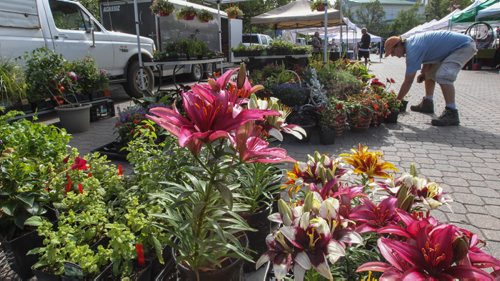 For weekend photo page. 
Rob MacLeod from Glenlea Greenhouses sets out some more plants at his stall at the Farmers Market at The Forks Sunday morning. for Borders page 140727 - Wednesday, July 30, 2014 -  (MIKE DEAL / WINNIPEG FREE PRESS)