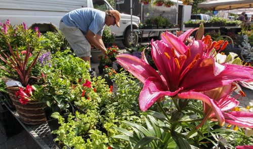 For weekend photo page. 
Rob MacLeod from Glenlea Greenhouses sets out some more plants at his stall at the Farmers Market at The Forks Sunday morning. for Borders page 140727 - Wednesday, July 30, 2014 -  (MIKE DEAL / WINNIPEG FREE PRESS)