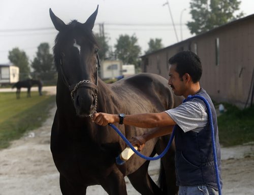 SPORTS Assiniboia Downs  , Manitoba Derby horse Master Lightning with  groom Gerardo  Moran  prepares the three year old  for the  big race Monday . George Williams story . July 31 2014 / KEN GIGLIOTTI / WINNIPEG FREE PRESS