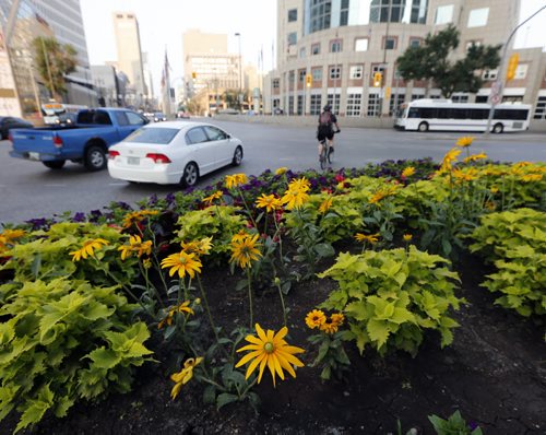 STDUP . EVERYTHING IS COMING UP BOUQUETS  AND SUNSHINE for the August Long Weekend ,sunny and hot Friday  a thunderstorm is expected Saturday but the rest of the  weekend  is expected warm and sunny .Flowers decorate Portage Ave and Main St.Aug 1 2014 / KEN GIGLIOTTI / WINNIPEG FREE PRESS