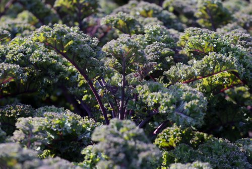 FOOD FRONT . Kale grown in Assiniboine Park garden .  Aug 1 2014 / KEN GIGLIOTTI / WINNIPEG FREE PRESS