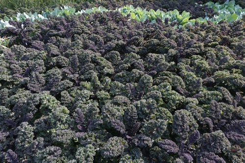 FOOD FRONT . Kale grown in Assiniboine Park garden .  Aug 1 2014 / KEN GIGLIOTTI / WINNIPEG FREE PRESS
