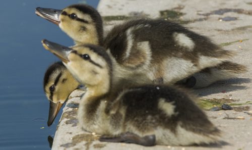 140803 Winnipeg - DAVID LIPNOWSKI / WINNIPEG FREE PRESS  A late hatch of goslings in Assiniboine Park  Sunday August 3, 2014.