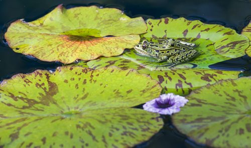 140803 Winnipeg - DAVID LIPNOWSKI / WINNIPEG FREE PRESS  A frog relaxes in the sun on a lily pad Sunday August 3, 2014 in Assiniboine Park.