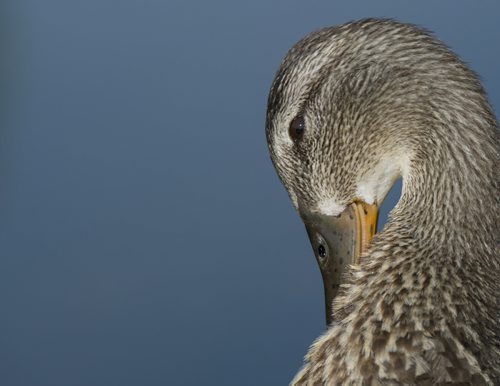 140803 Winnipeg - DAVID LIPNOWSKI / WINNIPEG FREE PRESS  A mother duck cleans herself in Assiniboine Park Sunday August 3, 2014.