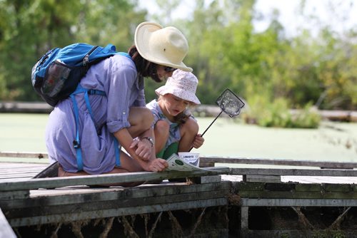 Six-year-old Amelia Miquet uses her dipnet to discover the variety of minnows living in the swamps and marsh waters along the wetland boardwalk trail at Fort Whyte Alive Centre Saturday morning with her mom Sarah.   Standup photo   Aug 09, 2014 Ruth Bonneville / Winnipeg Free Press