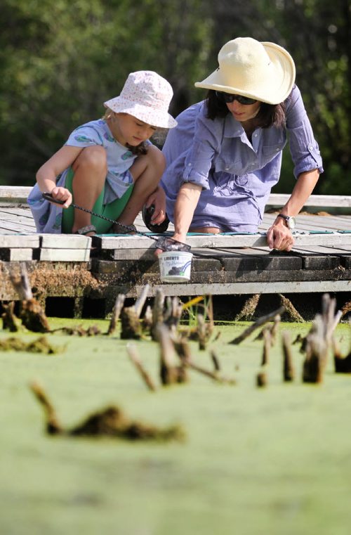 Six-year-old Amelia Miquet uses her dipnet to discover the variety of minnows living in the swamps and marsh waters along the wetland boardwalk trail at Fort Whyte Alive Centre Saturday morning with her mom Sarah.   Standup photo   Aug 09, 2014 Ruth Bonneville / Winnipeg Free Press