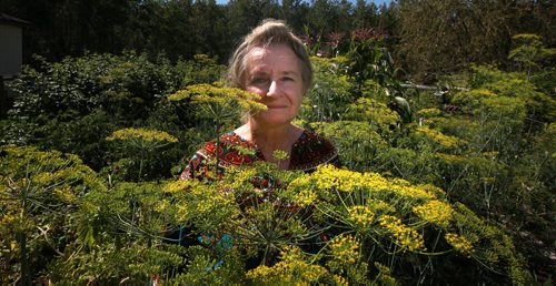 U of Winnipeg's Toxicologist Dr Eva Pip, up to her ears in flowering dill plants, at home near Beausejour. This indomitable environmentalist-some would say polarizing crusader, raises her own food and even her own honey. She's got the simple life down pat. See Alex Paul's GreenPage feature. August 11, 2014 - (Phil Hossack / Winnipeg Free Press)