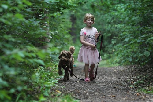 Five-year-old Emma Safiniuk trains her two-year-old Austrialian Labradoodle "Kona" to walk and sit along the paths at St. Vital Park Tuesday afternoon. Standup photo.   Aug 12, 2014 Ruth Bonneville / Winnipeg Free Press