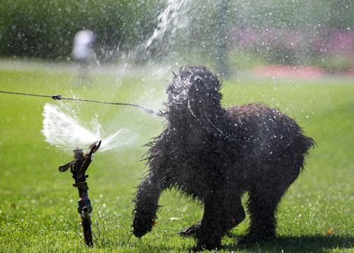 A six-month old Bouvier named Sterling, tries to get a drink from a lawn sprinkler in the North Garden at Kildonan Park Wednesday.  Aug 13, 2014 Ruth Bonneville / Winnipeg Free Press