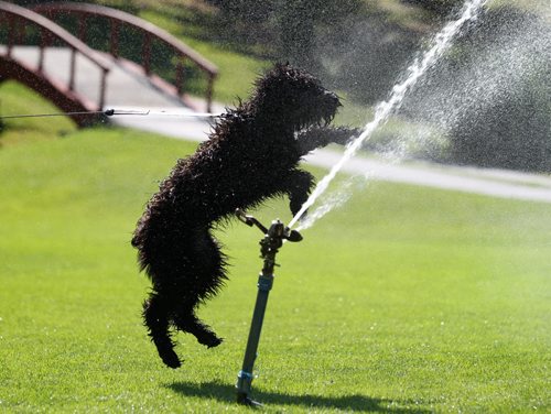 A six-month old Bouvier named Sterling, tries to get a drink from a lawn sprinkler in the North Garden at Kildonan Park Wednesday.  Aug 13, 2014 Ruth Bonneville / Winnipeg Free Press