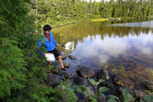 Wison Ho, grade 12 student from St. John's-Ravenscourt School goes out to retrieve his invertebrates traps in Lake #240. He is part of a school pilot project in the  Experimental Lakes Area (ELA) located past Kenora in Northwestern Ontario. Nick Martin story Wayne Glowacki/Winnipeg Free Press August 14 2014