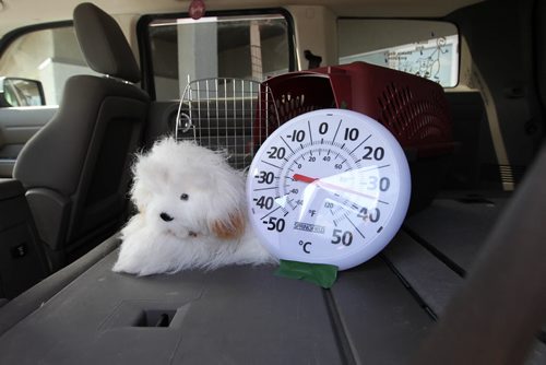 Stuffed dog named "Blaze" sits next to thermostat showing temperature rising in back seat of car on warm days.  DEMONSTRATION OF DOG IN HOT CAR - Barry Piasta with Dog Adoption Manitoba stands next to new signs made to bring awareness to dog owners the danger in leaving their dogs in vehicles in warm weather at Pet Valu on Reenders Saturday.  Organizers with Save A Dog Network, Dog Adoption MB and Pet Valu hosted a Hot Car Awareness Daygiving demonstrations of how hot a car gets even with the windows open.    Aug 13, 2014 Ruth Bonneville / Winnipeg Free Press