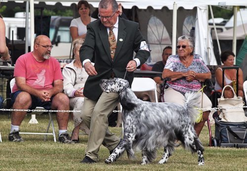 English Setter, Nick, 4, with handler, Will Alexander, during the Manitoba Canine Association Dog Show Sunday at the East St. Paul Community Centre. Nick is a Winnipegger and one of Canada's top showing English Setters. During this weekends show Nick has already won Best of Show on Thursday and Friday and just won Best Sporting Dog Sunday.  140817 August 17, 2014 Mike Deal / Winnipeg Free Press