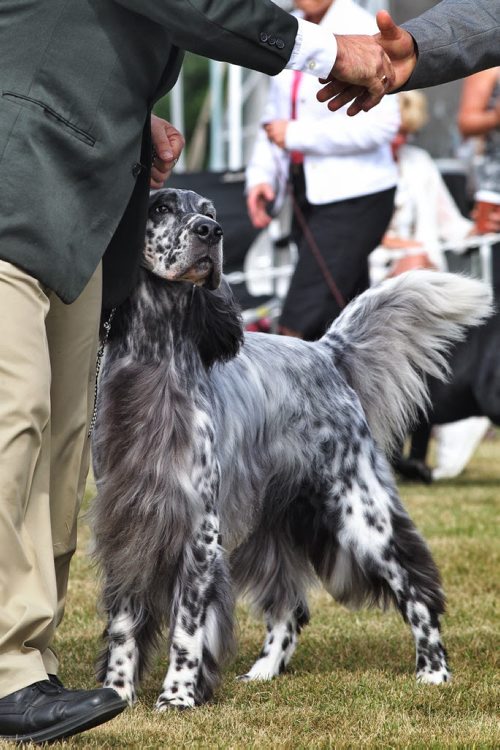 English Setter, Nick, 4, with handler, Will Alexander, during the Manitoba Canine Association Dog Show Sunday at the East St. Paul Community Centre. Nick is a Winnipegger and one of Canada's top showing English Setters. During this weekends show Nick has already won Best of Show on Thursday and Friday and just won Best Sporting Dog Sunday.  140817 August 17, 2014 Mike Deal / Winnipeg Free Press