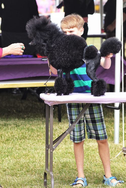 David Rozek, 10, with poodle, Livadia's Hope For Snow, during the Manitoba Canine Association Dog Show Sunday at the East St. Paul Community Centre.  140817 August 17, 2014 Mike Deal / Winnipeg Free Press