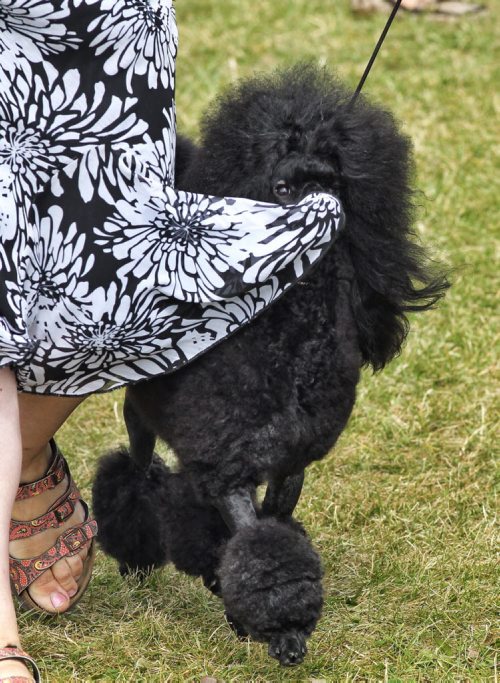 Anastasia Goloubeva's dress is briefly caught on the nose of her poodle, Livadia's Keep The Rain Away, during the Manitoba Canine Association Dog Show Sunday at the East St. Paul Community Centre.  140817 August 17, 2014 Mike Deal / Winnipeg Free Press