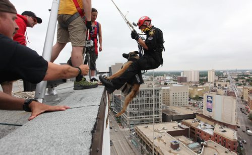 Winnipeg Police Officer Jay Jaskiewicz with his working police dog  "Diesel" with the canine unit make their way down the RBC building, rappelling 200 feet to the base during the annual Easter Seals Drop Zone event.  Money raised in the the fundraising event  goes to Manitoban's living with disabilities.   Standup photo  Aug 21, 2014 Ruth Bonneville / Winnipeg Free Press