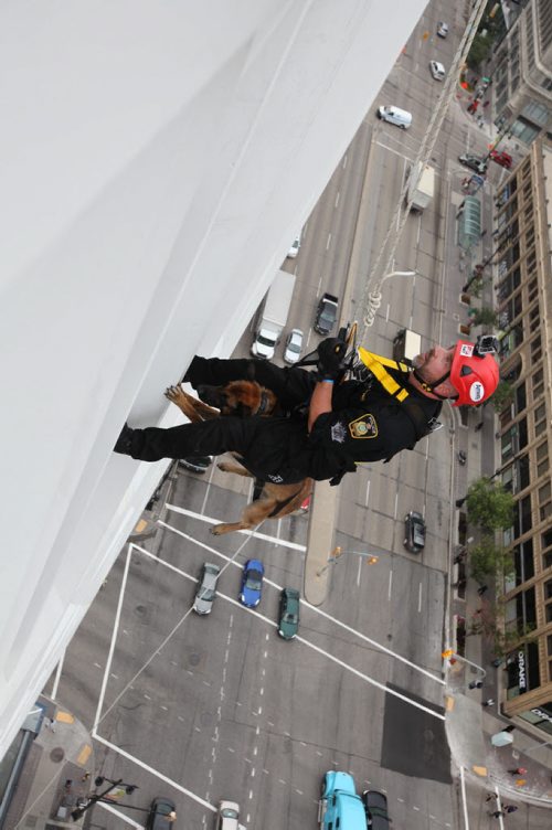 Winnipeg Police Officer Jay Jaskiewicz with his working police dog  "Diesel" with the canine unit make their way down the RBC building, rappelling 200 feet to the base during the annual Easter Seals Drop Zone event.  Money raised in the the fundraising event  goes to Manitoban's living with disabilities.   Standup photo