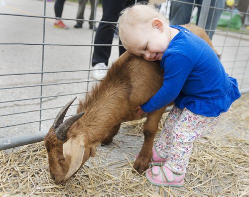 Lucy Granove, 20 months, hugs a goat in the Six Pines Pets attraction at Osborne South Biz's fourth annual Sidewalk Festival. Sarah Taylor / Winnipeg Free Press August 23, 2014