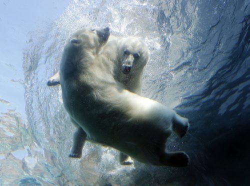Picture Page SALT WATER BALLET . Proposed Saturday picture page . Polar bears Kaska and Aurora  engage in a salt water ballet of sorts in the 5m deep pool . . They float, and dive  effortlessly , wrestling  and playing in the  100,000 gallon salt water tank.  The bears  enjoy the exercise,  entertainment and refreshment during the hottest parts of a Winnipeg summer  . It is obvious ,not only are the Polar bears  at Assiniboine Zoo's Journey to Churchill are cooling down , playing , and interacting,  the pure joy is also in the faces of visitors  reflected all along 21.1m long , 3m. wide  acrylic Sea Ice Passage viewing area that runs under the sea ice pool . Aug 25 2014 / KEN GIGLIOTTI / WINNIPEG FREE PRESS