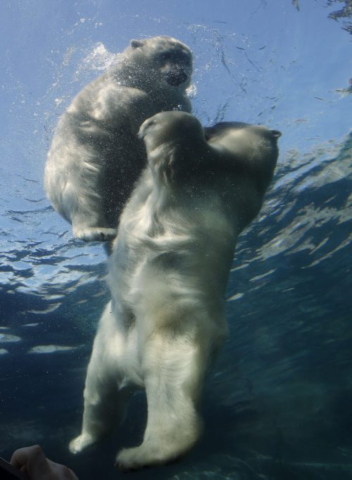 Picture Page SALT WATER BALLET . Proposed Saturday picture page . Polar bears Kaska and Aurora  engage in a salt water ballet of sorts in the 5m deep pool . . They float, and dive  effortlessly , wrestling  and playing in the  100,000 gallon salt water tank.  The bears  enjoy the exercise,  entertainment and refreshment during the hottest parts of a Winnipeg summer  . It is obvious ,not only are the Polar bears  at Assiniboine Zoo's Journey to Churchill are cooling down , playing , and interacting,  the pure joy is also in the faces of visitors  reflected all along 21.1m long , 3m. wide  acrylic Sea Ice Passage viewing area that runs under the sea ice pool . Aug 25 2014 / KEN GIGLIOTTI / WINNIPEG FREE PRESS