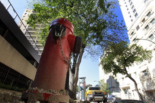 The fire hydrant on Garry Street between Broadway and Assiniboine Ave. This hydrant is the one that is closest to Assiniboine Ave.  Wayne Glowacki/Winnipeg Free Press August 27 2014