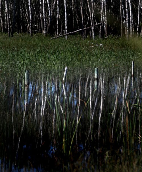Submerged fenceposts reflect in what was a pasture belonging to Terry and Art Shuddemat near Melita. Unusual rain patterns and drainage issues from Saskatchewan and Manitoba farmers have created agricultural and Municipal headaches.  See Larry Kusch story. August 26, 2014 - (Phil Hossack / Winnipeg Free Press)