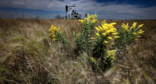 Green Foxtail, Goldenrod and oilwells are the only things sprouting in what was a cultivated grain field once, near Pierson Mb. Unusual rain patterns and drainage issues from Saskatchewan and Manitoba farmers have created agricultural and Municipal headaches.  See Larry Kusch story. August 26, 2014 - (Phil Hossack / Winnipeg Free Press)