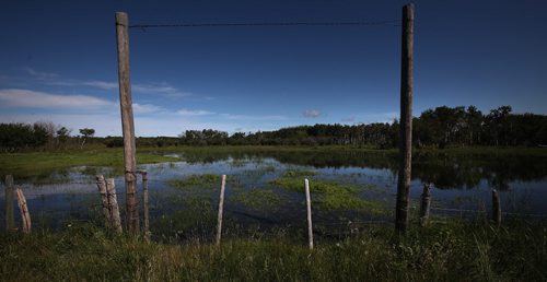 Water and bulrushes fill in what was a pasture belonging to Terry and Art Shuddemat near Melita. Unusual rain patterns and drainage issues from Saskatchewan and Manitoba farmers have created agricultural and Municipal headaches.  See Larry Kusch story. August 26, 2014 - (Phil Hossack / Winnipeg Free Press)