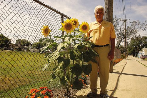 Canstar Community News Aug. 13/14 - Elmwood resident Herb Minderhoud is shown in his Martin Avenue West back lane that he has been beautifying with marigolds the last several years. The sunflower sprouted up to complement his efforts. (DAN FALLOON/CANSTAR COMMUNITY NEWS/HERALD)