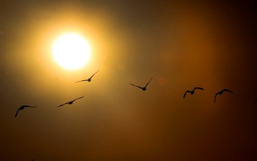 Canada geese fly early Monday morning during a colourful sunrise Weather condition in the next few day will get quite chilly with single digit lows-Standup Photo- Sept 08, 2014   (JOE BRYKSA / WINNIPEG FREE PRESS)
