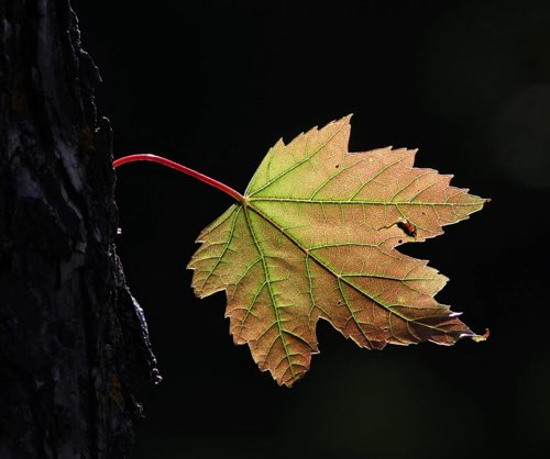 Fall on the way- A leaf with fall colours is illuminated by the morning sun at Frasers Grove Park Wednesday morning-Feature Photo- Sept 10, 2014   (JOE BRYKSA / WINNIPEG FREE PRESS)
