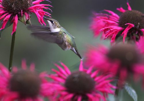 A Ruby Throated hummingbird works its magic in the last of the flowers at the English Garden at Assiniboine Park-Standup Photo- Sept 11, 2014   (JOE BRYKSA / WINNIPEG FREE PRESS)