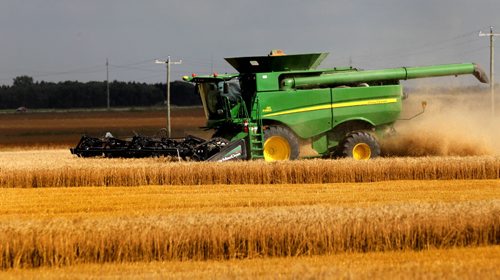 Farmers combine their wheat fields near the  town of Grosse Isle, Manitoba Thursday.  Standup photo  Sept 11.  2014 Ruth Bonneville / Winnipeg Free Press