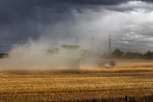 Farmers combine their wheat fields near the  town of Grosse Isle, Manitoba Thursday.  Standup photo  Sept 11.  2014 Ruth Bonneville / Winnipeg Free Press