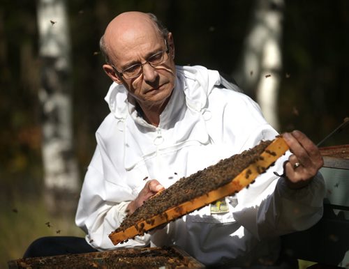 Stonewall area beekeeper Jim Campbell works in his bee yard Thursday afternoon. See Alex Paul's story. September 18, 2014 - (Phil Hossack / Winnipeg Free Press)