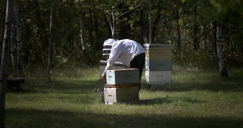 Stonewall area beekeeper Jim Campbell works in his bee yard Thursday afternoon. See Alex Paul's story. September 18, 2014 - (Phil Hossack / Winnipeg Free Press)