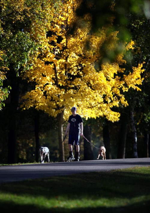Autumn Gold-Joe McKernan skates through Crescent Park Monday evening with "Tellie" (left) and the Aptly named "Autumn" out for a warm evening skate on the first day of fall. STAND-UP. September 22, 2014 - (Phil Hossack / Winnipeg Free Press)