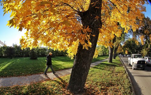 A pedestrian walks along Balmoral Street under trees filled with turning leaves Tuesday morning.  140923 September 23, 2014 Mike Deal / Winnipeg Free Press