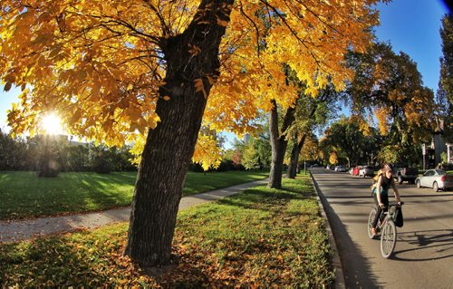 A cyclist rides along Balmoral Street under trees filled with turning leaves Tuesday morning.  140923 September 23, 2014 Mike Deal / Winnipeg Free Press