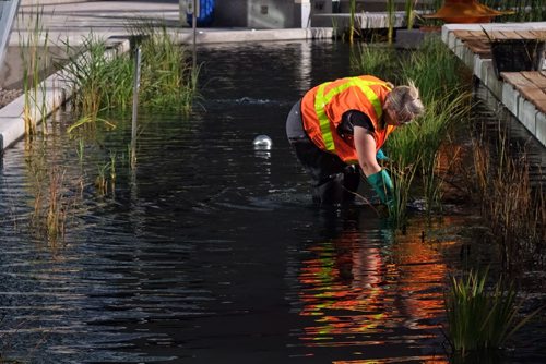 A gardener with the City of Winnipeg cleans up the pond outside the Millennium Library Tuesday.  140923 September 23, 2014 Mike Deal / Winnipeg Free Press