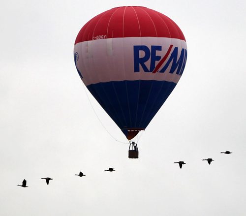 A balloon operator flies along with Canada geese near McPhillips and the Perimeter highway Wednesday morning  -Standup Photo- Sept 24, 2014   (JOE BRYKSA / WINNIPEG FREE PRESS)