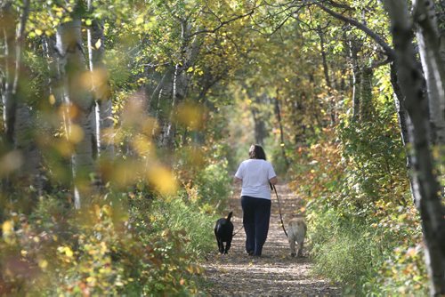 Lori Vanderlip walks her dogs Bosco  and Raymond, left, on the Preston Trail in the Assiniboine Forest during a beautiful fall morning in Winnipeg Thursday-Standup Photo- Sept 25, 2014   (JOE BRYKSA / WINNIPEG FREE PRESS)