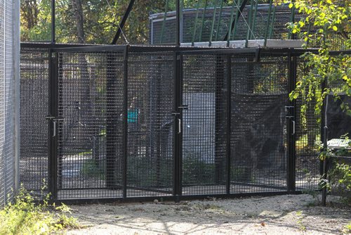 The Assiniboine Park Zoo announced today that Baikal, the Zoo's adult male tiger, gained entry to the enclosure (left) where the two young male tigers, Samkha and Vasili, were being housed via a transfer corridor (right). Once inside the enclosure a confrontation occurred between Baikal and Vasili that ultimately resulted in Baikal's death. 140925 - Thursday, September 25, 2014 -  (MIKE DEAL / WINNIPEG FREE PRESS)