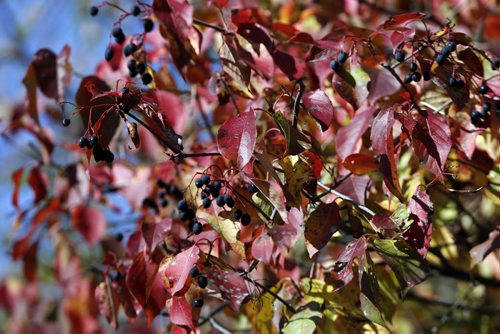 Leaves for autumn page .red . Leaves . September fall leaves  SEPT  26 2014 / KEN GIGLIOTTI / WINNIPEG FREE PRESS