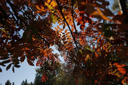 Leaves for autumn page .red . Leaves . September fall leaves  SEPT  26 2014 / KEN GIGLIOTTI / WINNIPEG FREE PRESS